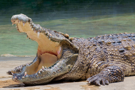 crocodile