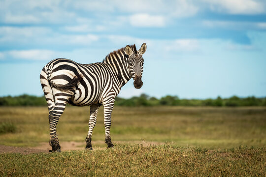 zebra